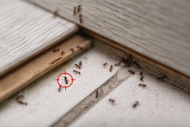 Best Local Pest Control Services  in Janesville, WI