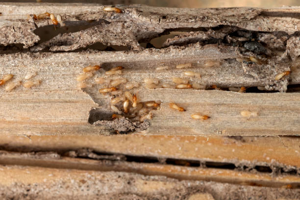 Best Flea Control Services  in Janesville, WI